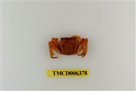 藏品(斑點擬相手蟹)的圖片